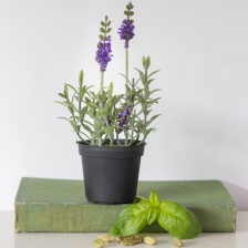 Mini Lavender in a pot by Grand Illusions